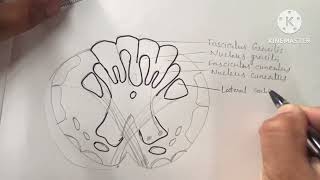 Transverse section of Medulla Oblongata at the level of pyramidal decussation [upl. by Dagnah617]