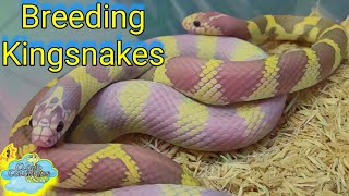 Breeding Kingsnakes is easy [upl. by Cerracchio]