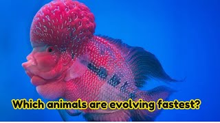 Which animals are evolving fastest [upl. by Nnateragram933]