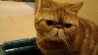 Exotic Shorthair cat [upl. by Rebliw283]