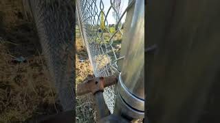 Professional Chain Link Fence Stretching Tool puljak fencing tools [upl. by Kolk]