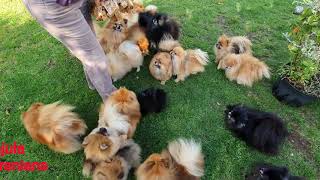 Anjula Pomeranians Toypoms very HAPPY to see mom [upl. by Pimbley244]