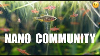 RELAXING Community Tank With TINY FISH [upl. by Cornia]