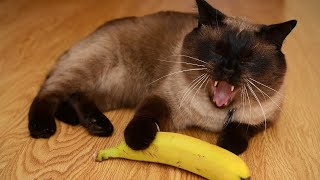 😂 Funniest Cats and Dogs Videos 😺🐶  🥰😹 Hilarious Animal Compilation №185 [upl. by Ahsiema]