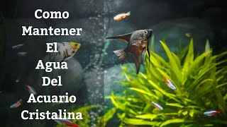 🔵 Como Tener el Agua Del Acuario O La Pecera Cristalina Y Transparente Acuarios MB [upl. by Enymsaj]