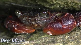 Red Crab Brachyura Caranguejo vermelho [upl. by Laveen]