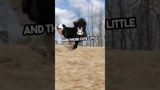 Border Collie  Herding Dogs Breeds shorts dog [upl. by Jacobine]