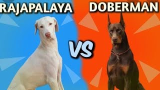 rajapalayam dog vs doberman Malayalam [upl. by Emil]