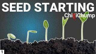 Chilli Pepper Seed Starting  Episode 1 [upl. by Aowda585]