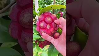 star fruit greengage Jack fruitKadsura coccinea fruit step by step cutting enjoy 🥰👍 🫐🍇🥭🍊🥑🍒🍍183s [upl. by Fatma]