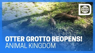 Otter Grotto Now Open at Animal Kingdom [upl. by Boar]