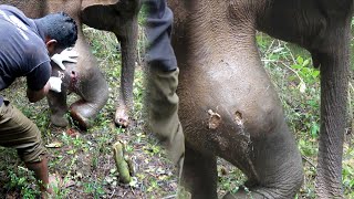 Young Angry Bull suffering with an Abscess Popped in the Leg gets treated by wildlife officers [upl. by Hoopes]