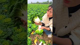 Fresh Bok Choy Harvest  Amazing Green Vegetables Farming by Rural Farmer 🥬🥬 shorts satisfying [upl. by Laith]