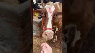 Gaumata ki jai🙏🏻🤗  Paras Bhanot [upl. by Megargee]