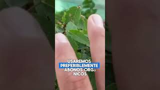 Fertilización adecuada para la Zelkova Serrata [upl. by Hatcher672]