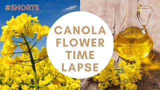 Canola Plant Flowering Time lapse SHORTS  Brassica napus  MOODY BLOOMS [upl. by Docilla]