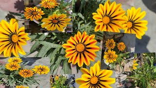 Gazania Flower plant  How grow gazania from seeds  Gazania plant Care garden gardening [upl. by Mayap296]