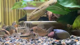 Corydoras Funny Behavior Under The Water [upl. by Bethel]