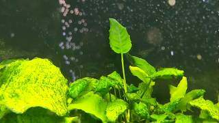 Anubias Pearling in High Light CO2 Aquarium [upl. by Asiole397]