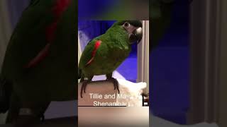 Funny parrot pt19 like and sub for pt20 funnypetsmoments funnyanimal funny birds parrot [upl. by Pier]