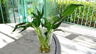 How to save Peace Lily from Root Rot [upl. by Aticnemrac]