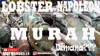 BERBURU LOBSTER DAN IKAN NAPOLEON MURAH Pasar Kedonganan Kuta Bali [upl. by Carlen28]