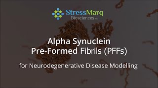 Video Alpha Synuclein PreFormed Fibrils PFFs and Oligomers for Modelling Parkinsons Disease [upl. by Rechaba]