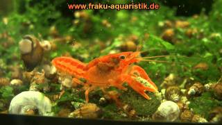 cpo zwergkrebs 1  cambarellus patzcuarensis orange dwarf crayfish [upl. by Salas]