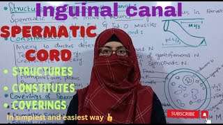 Inguinal canal 2  Spermatic Constituents and Coverings  abdomen and pelvis ayeshamedicaleducation [upl. by Haddad]