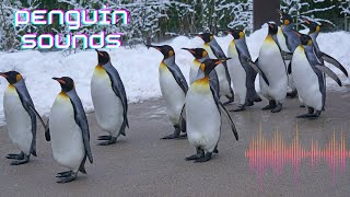 What Sounds do Penguins makeNatural Penguin SoundsPenguin Noise [upl. by Forkey300]