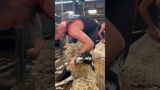 Shearers having fun Learn to shear link in bio heiniger sheepshearing sheepfarming [upl. by Ymmij249]