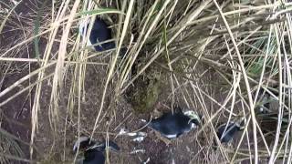 Northern Rockhopper Penguin colony Nightingale Island Tristan da Cunha [upl. by Uba]