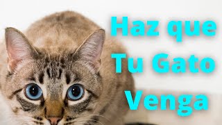 📣 Sonidos Para que tu Gato Venga  Maullidos y Purrs Para Atraer a Tu Gato Cuando Se Esconda 🐈 [upl. by Patrice]