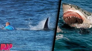 Horrific Shark Attack On Live Television VIDEO [upl. by Crowe]