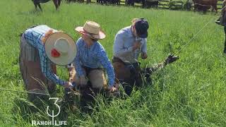 Good Friends Big Loops Fresh Calves Great Fun [upl. by Lazar]