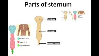 Sternum Anatomy  Manubrium Gladiolus Xiphoid Process  2022 [upl. by Athey]