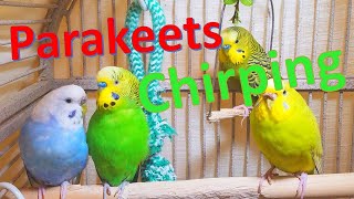 Nature Parakeets Singing playing and chirping This video help lonely bird chirp shorts [upl. by Abehsat]