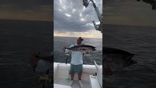 Bluefin tuna fishing Bluefin released [upl. by Fitts]