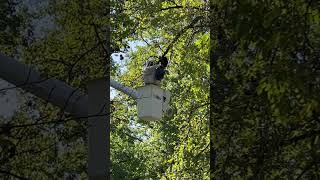 Hornet’s nest removal at Tower Grove Park St Louis towergrovepark [upl. by Adnoval]