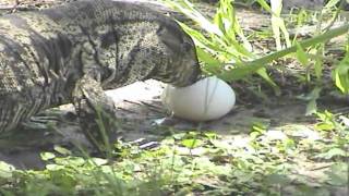 Lagarto overo Salvator merianae  COMIENDO UN HUEVO [upl. by Jose]