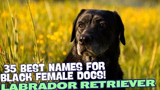 35 Best Names for Black Female Labradors🐶✨ [upl. by Cicero]