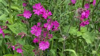 Dagkoekoeksbloem  Silene dioica  NL Bloeit  Planten van hier [upl. by Ahern]