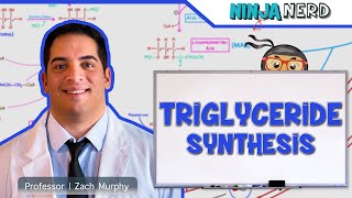 Metabolism  Triglyceride Synthesis [upl. by Ylime]