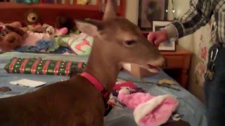 Deer eats a rose for Christmas [upl. by Ahmad]