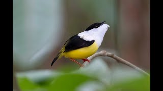 Manakin Courtship dance [upl. by Amador]