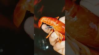 Orange crayfish breeding pairs available ഓറഞ്ച്ചെമ്മീൻ ക്രെഫിഷ് crayfishfarming [upl. by Plotkin918]