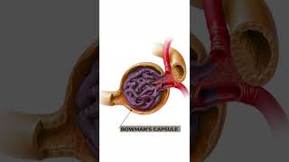 Structure and Function of Nephron Anatomy and physiology of Nephron 3danimation nephronstructure [upl. by Stacia636]