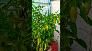 gardeningchilli plants shortvideo youtubeshorts [upl. by Eanad]