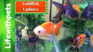 HUGE Goldfish Updates [upl. by Airotal]