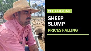 Sheep producers facing tough decisions  Landline  ABC News [upl. by Salamanca]